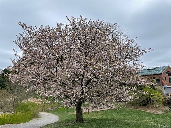 後疫情重訪美國_波士頓哈佛阿諾植物園爆開的花🌸🌺🌼04.23