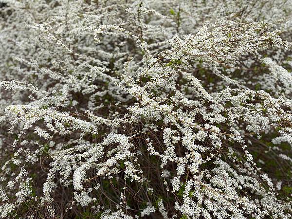 後疫情重訪美國_波士頓哈佛阿諾植物園爆開的花🌸🌺🌼04.23