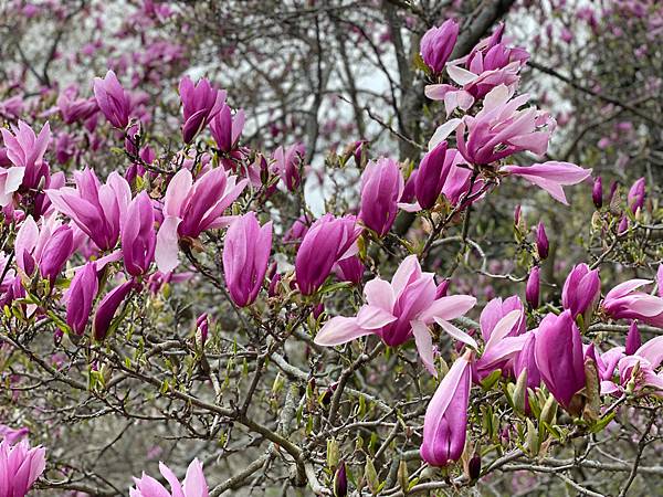 後疫情重訪美國_波士頓哈佛阿諾植物園爆開的花🌸🌺🌼04.23