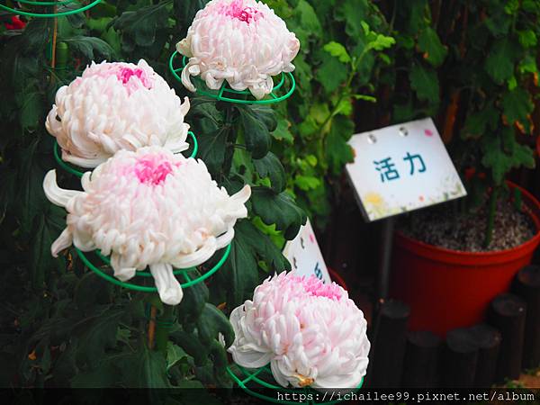 「菊展」花絮🌻🌼🌺🌸🌷🌹