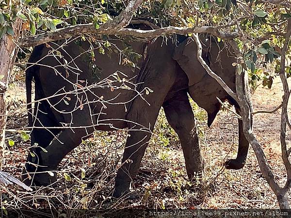 2023斯里蘭卡十日遊_#亞拉(Yala)國家野生動物公園 