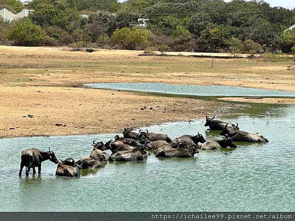 2023斯里蘭卡十日遊_#亞拉(Yala)國家野生動物公園 