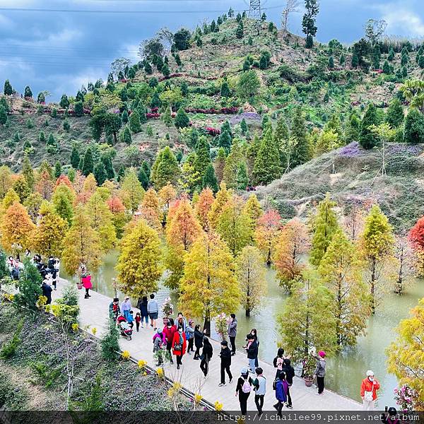 ⟪苗栗三灣落羽松秘境⟫ #美的叫人窒息 #季節限定美 #走的