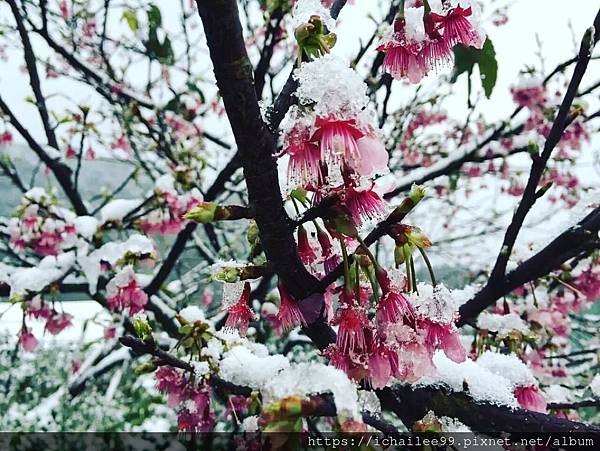 《陽明山平等里的那一場雪》霸王級寒流2016.01.24