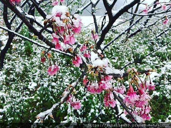 《陽明山平等里的那一場雪》霸王級寒流2016.01.24