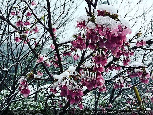 《陽明山平等里的那一場雪》霸王級寒流2016.01.24