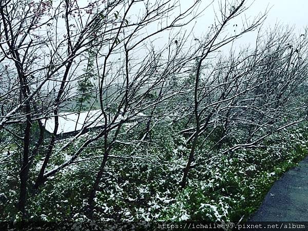 《陽明山平等里的那一場雪》霸王級寒流2016.01.24