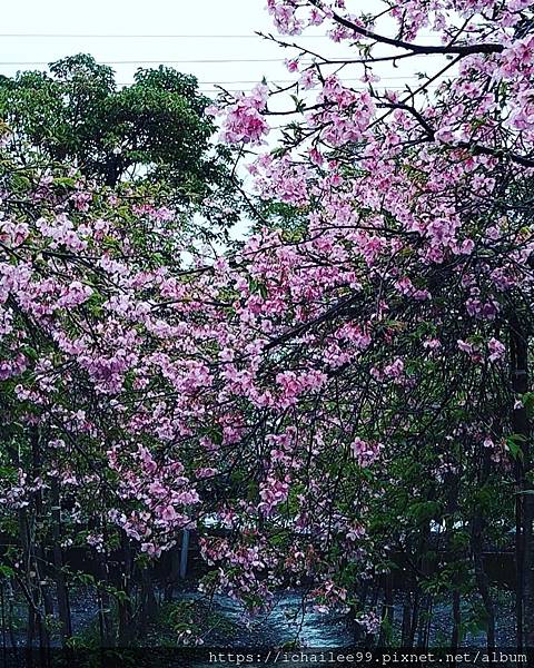 《櫻櫻切切》宜蘭#安農七路五號枝垂櫻#牛鬥94歲阿公種的櫻花