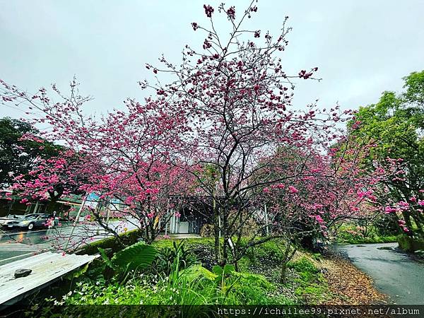 《櫻櫻切切》宜蘭#安農七路五號枝垂櫻#牛鬥94歲阿公種的櫻花