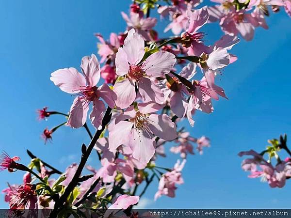 






《新年快樂🧨 花開富貴🌸龍總幸福💖 》