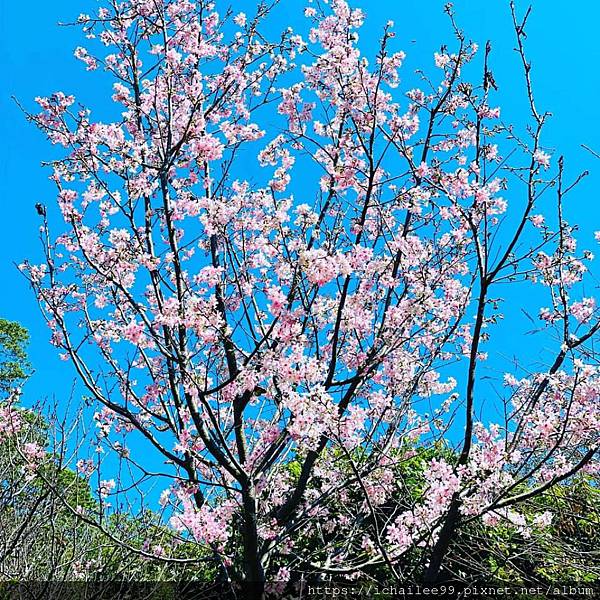 






《新年快樂🧨 花開富貴🌸龍總幸福💖 》