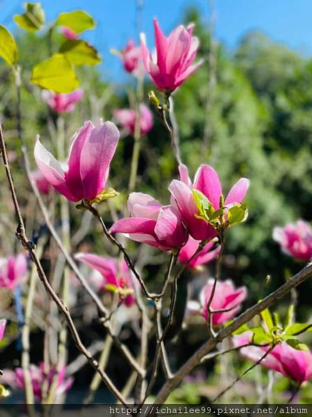 






《新年快樂🧨 花開富貴🌸龍總幸福💖 》