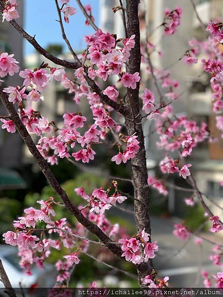 《🌸櫻花🌸》磺溪河堤上的幾抹紅