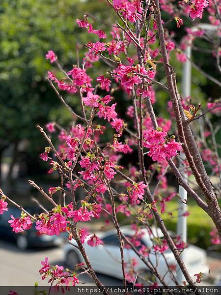 《🌸櫻花🌸》磺溪河堤上的幾抹紅