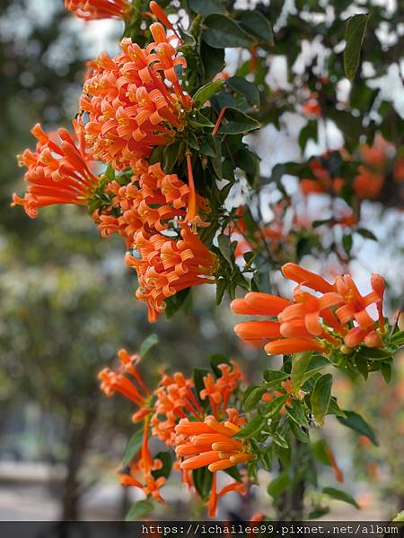 《都市的花蕊》#炮仗花