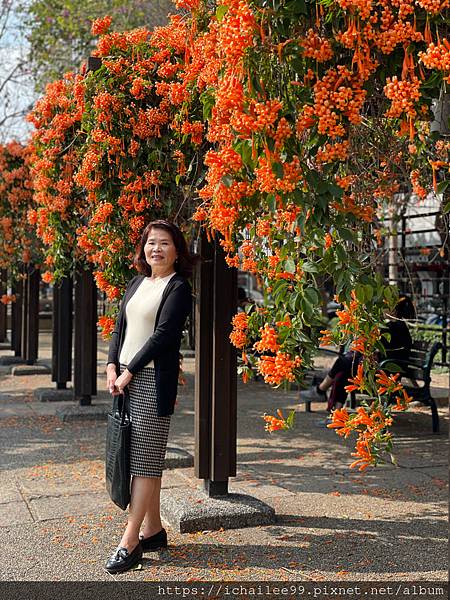 《都市的花蕊》#炮仗花