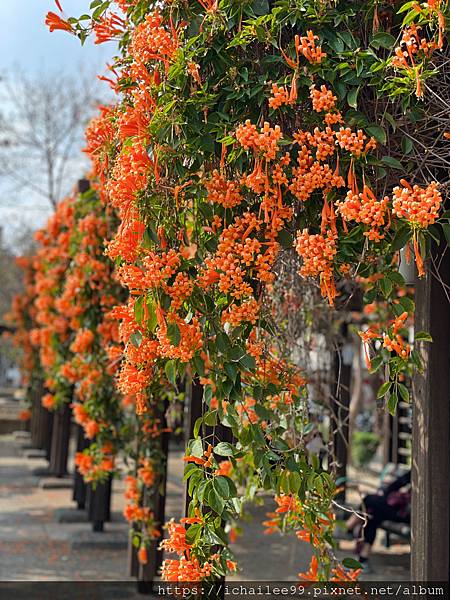 《都市的花蕊》#炮仗花