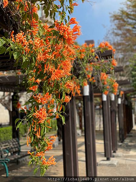 《都市的花蕊》#炮仗花