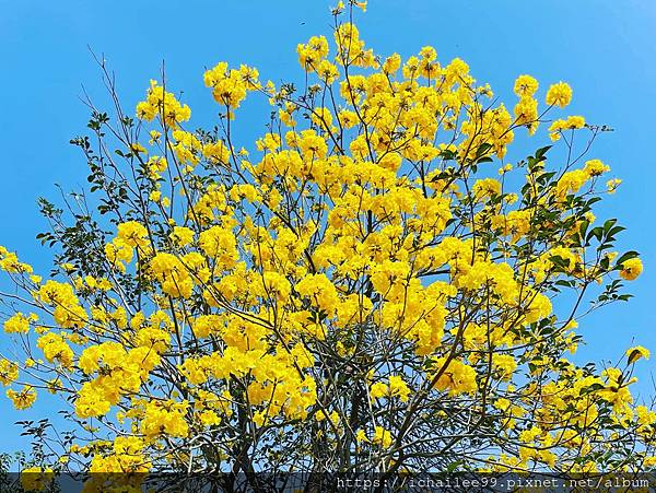 《邂逅黃花風鈴木》 #竹田五𣁽橋  #左鎭鋼管炭烤土雞_20