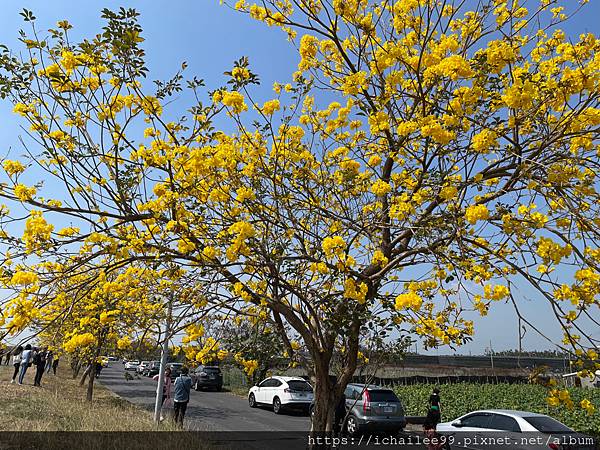 《邂逅黃花風鈴木》 #竹田五𣁽橋  #左鎭鋼管炭烤土雞_20