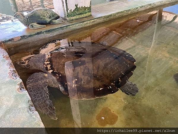 《斯里蘭卡10日遊》#科斯哥達Kosgoda海龜保育中心20