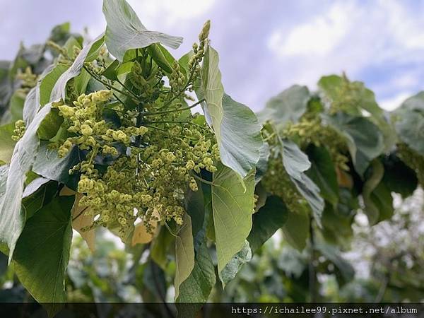 《午後萬步*健康走起來》#磺溪河堤步道 #春日好風情_202