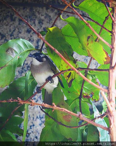 《鳥朋友》#白頭翁 #傍晚又來咖啡樹上歇腳過夜 #初冬的邂逅