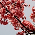 櫻花桌布