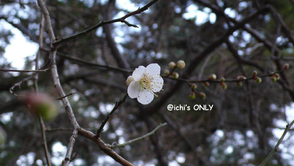 梅花開啦