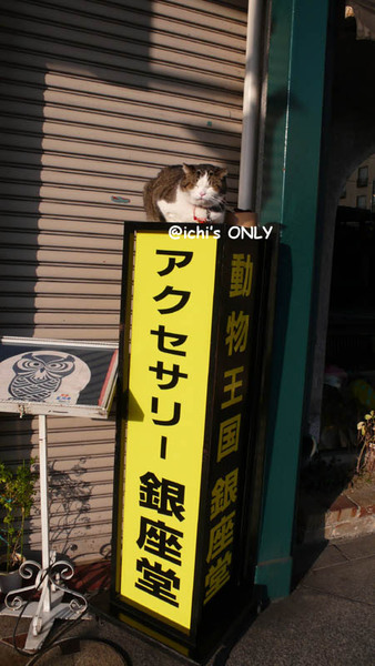 祇園某動物相關商品的店門口的貓