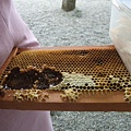 蜜蜂抖掉就是蜂蜜