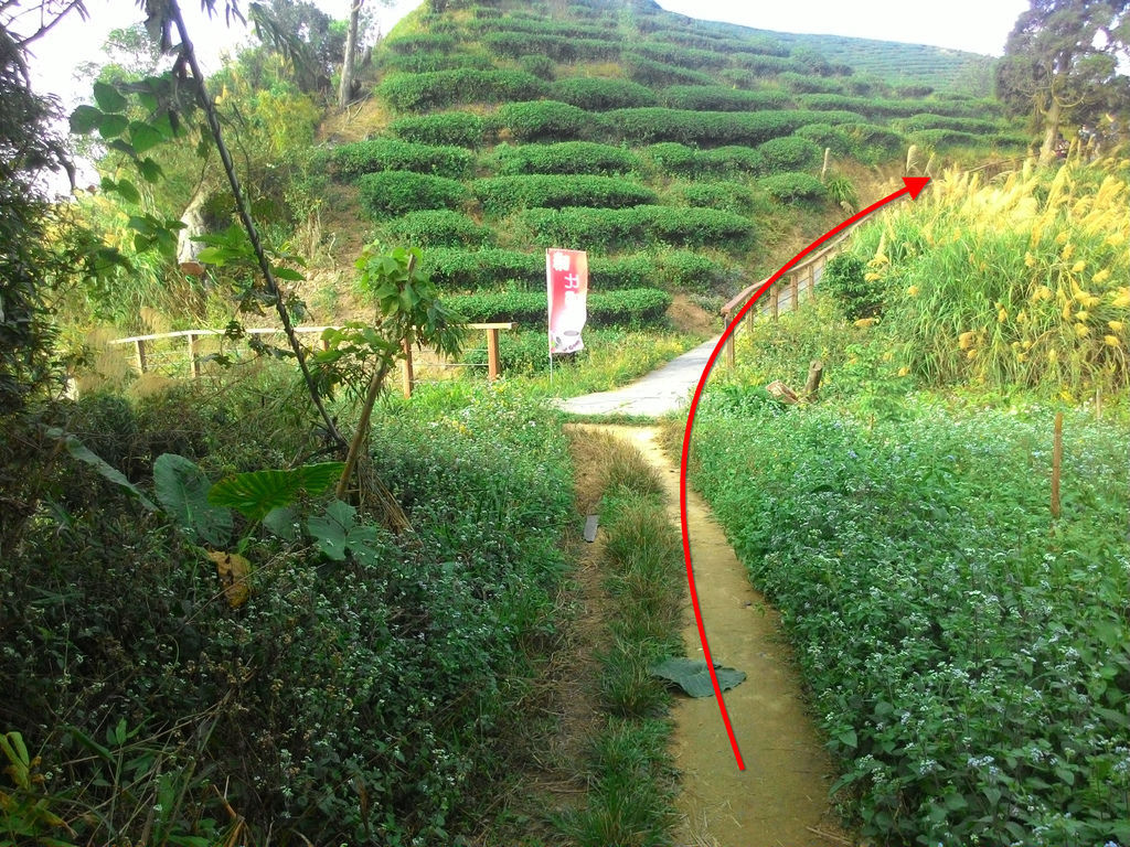 【嘉義景點】太平雲梯全台海拔最高最長的景觀吊橋│嘉義山區新地