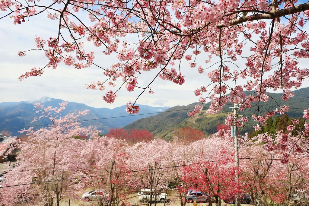 【桃園景點】2024拉拉山‧觀雲農莊‧楓墅農莊‧中巴陵櫻木花