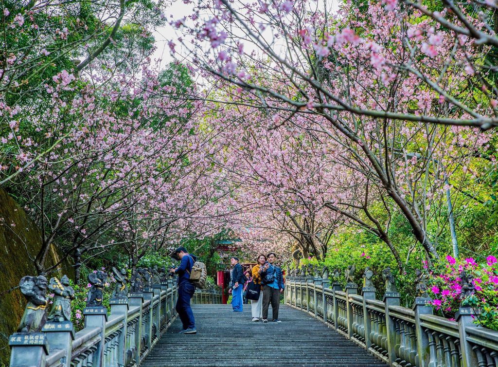 【台北景點】2024碧山巖圓覺寺‧椿寒櫻粉嫩綻放│櫻花隧道美