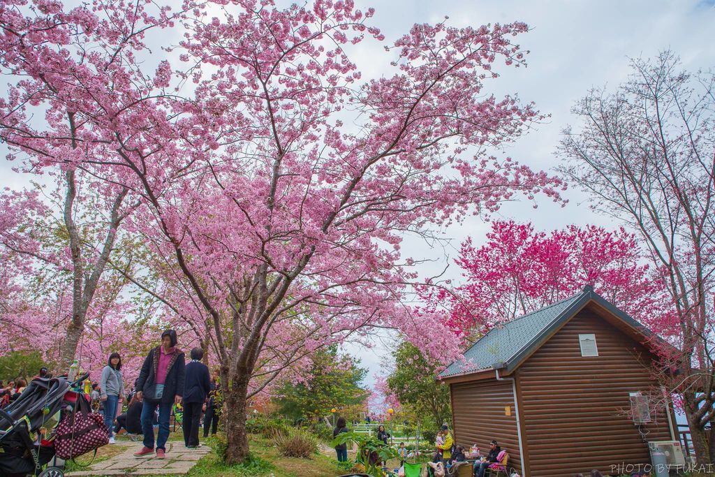 【桃園景點】2024拉拉山‧觀雲農莊‧楓墅農莊‧中巴陵櫻木花