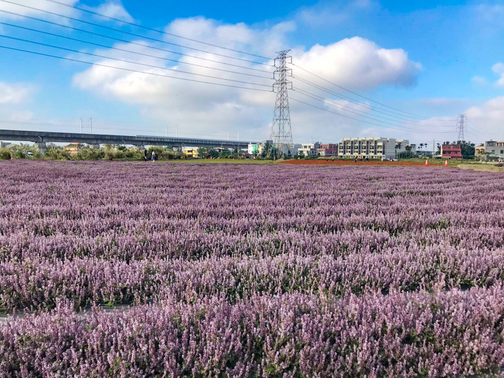 【桃園景點】2023關西仙草一分田‧仙草花節│楊梅仙草花節‧