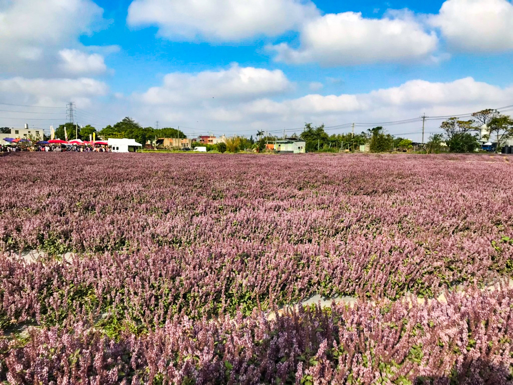 【桃園景點】2023關西仙草一分田‧仙草花節│楊梅仙草花節‧