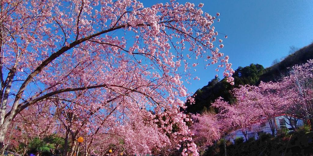 【桃園景點】2024拉拉山‧觀雲農莊‧楓墅農莊‧中巴陵櫻木花