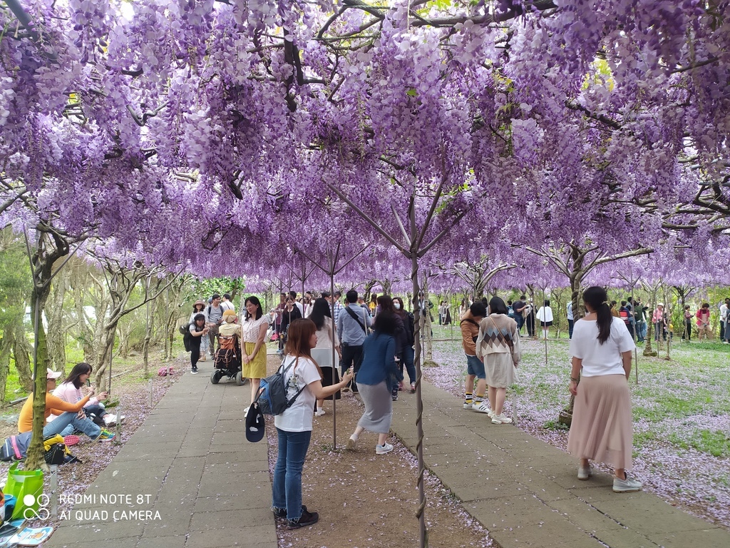 【新北景點】2024紫藤咖啡園二館水源園區‧紫藤瀑布之美│一