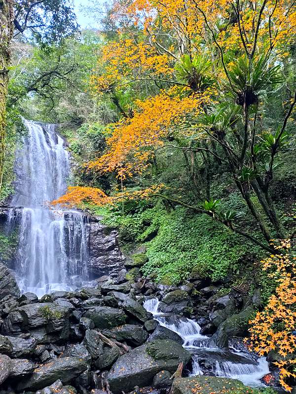 正規品販売！ 瀑布 滝】岸連山 973 大幅 涼し掛掛け軸 絵画