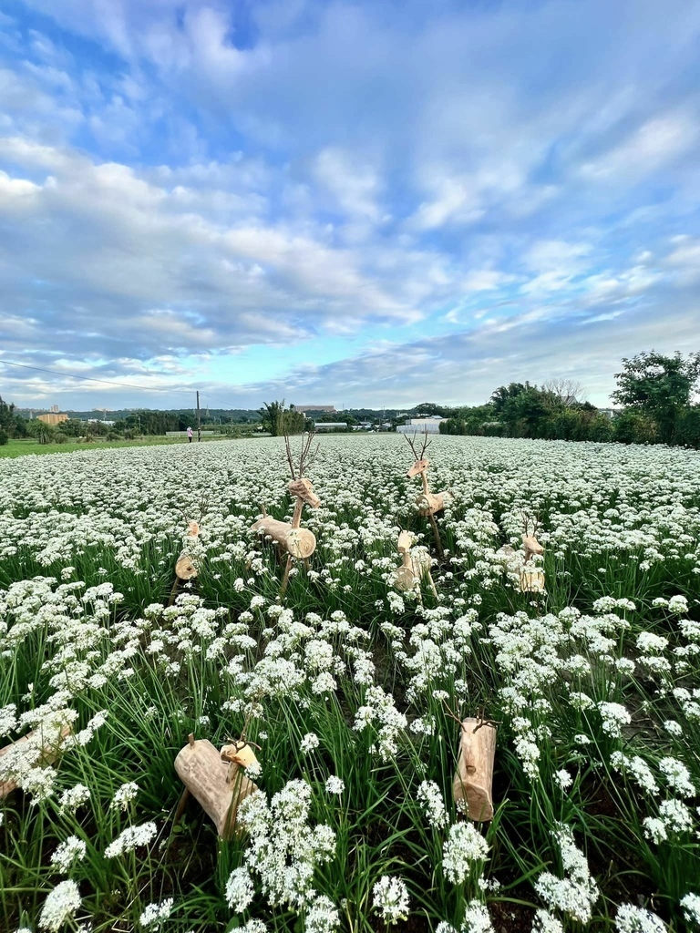 【桃園景點】大溪中新里‧九月雪韭菜花海│崁津大橋‧夕陽韭菜花