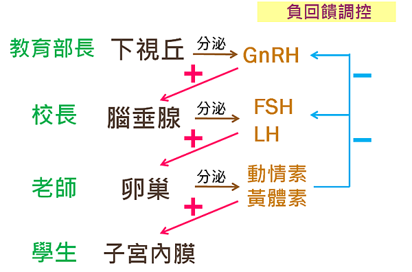 負回饋調控.PNG