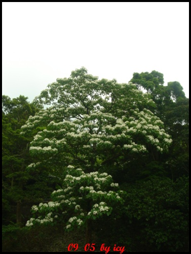 鳳嗚古道看桐花兒 (21).JPG