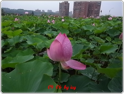 下雨去三芝吃豬腳 (31).JPG