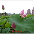 下雨去三芝吃豬腳 (32).JPG