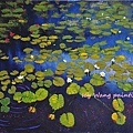 lotus pond 2