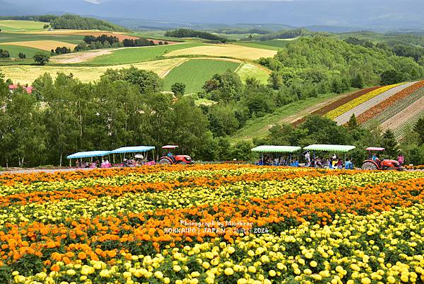 [日本] 畢業旅行。北海道的白金青池與花花世界