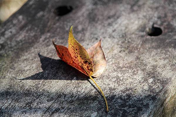 _MG_3656.jpg