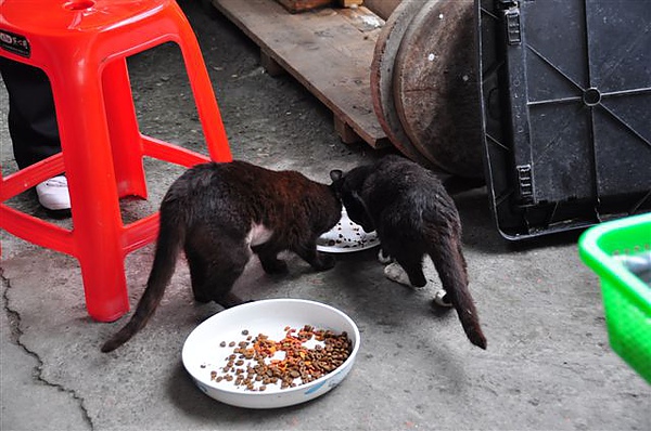 爭食。