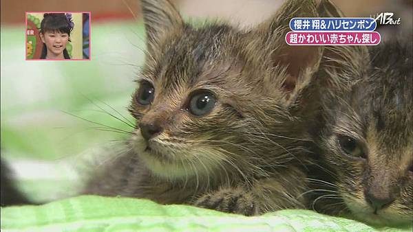 110903天才!志村どうぶつ園